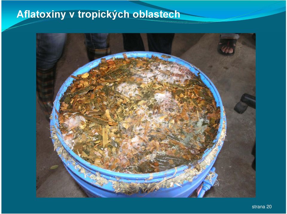 tropických