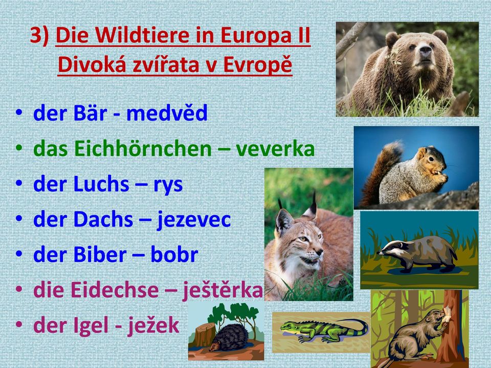 veverka der Luchs rys der Dachs jezevec der