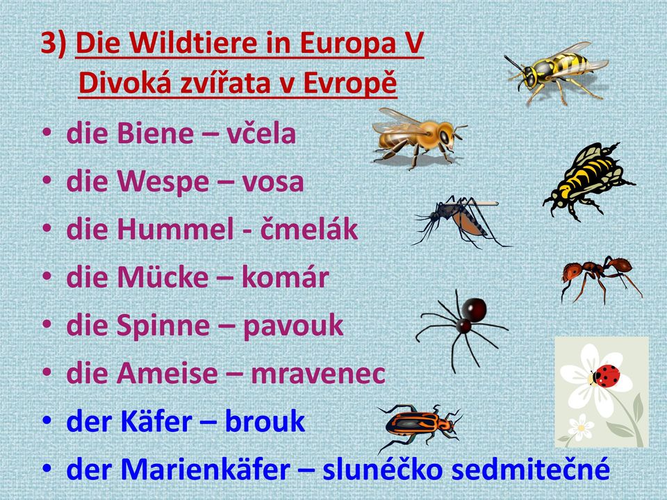 die Mücke komár die Spinne pavouk die Ameise