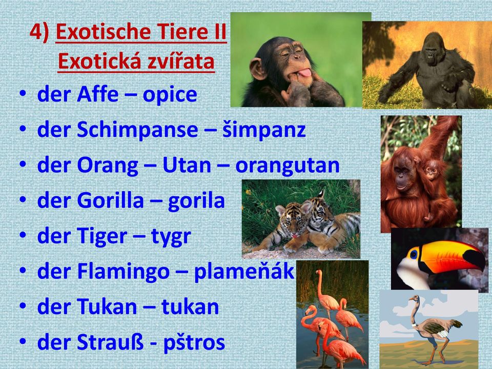 orangutan der Gorilla gorila der Tiger tygr der