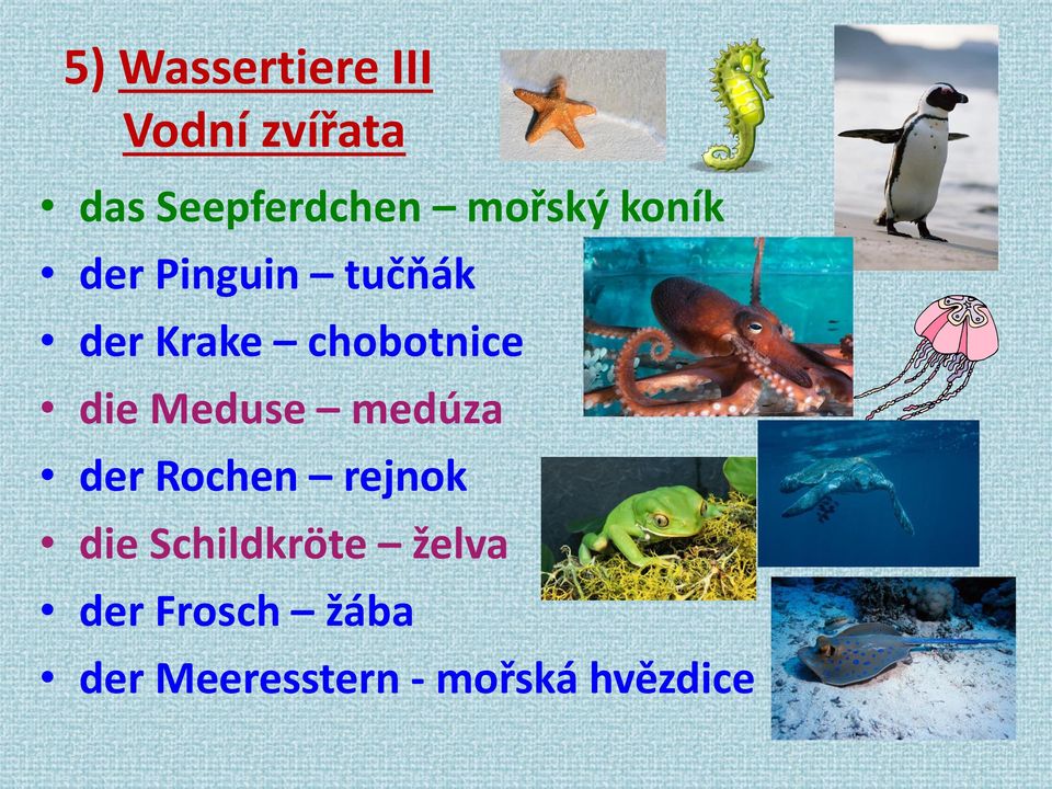 die Meduse medúza der Rochen rejnok die Schildkröte