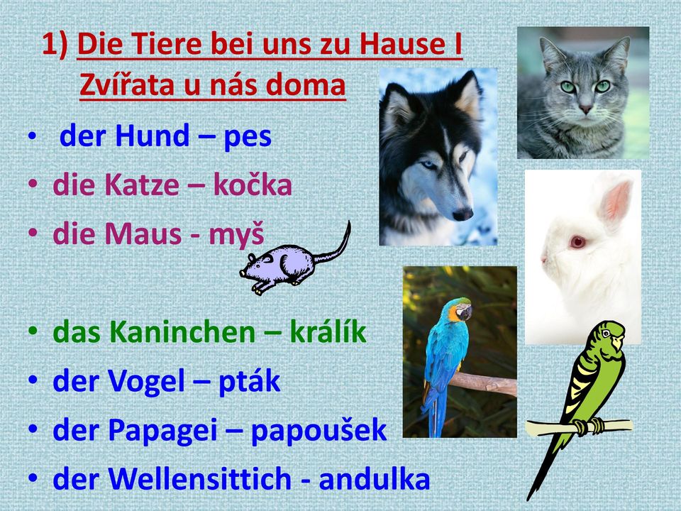 Maus - myš das Kaninchen králík der Vogel