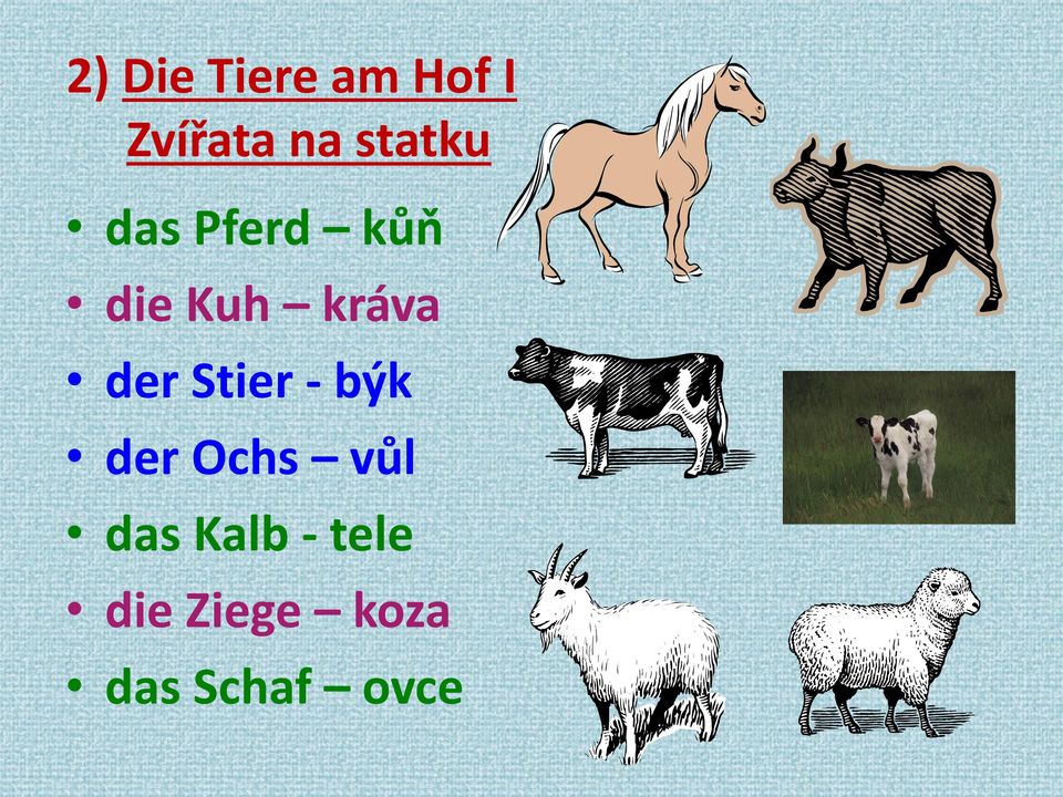 der Stier - býk der Ochs vůl das