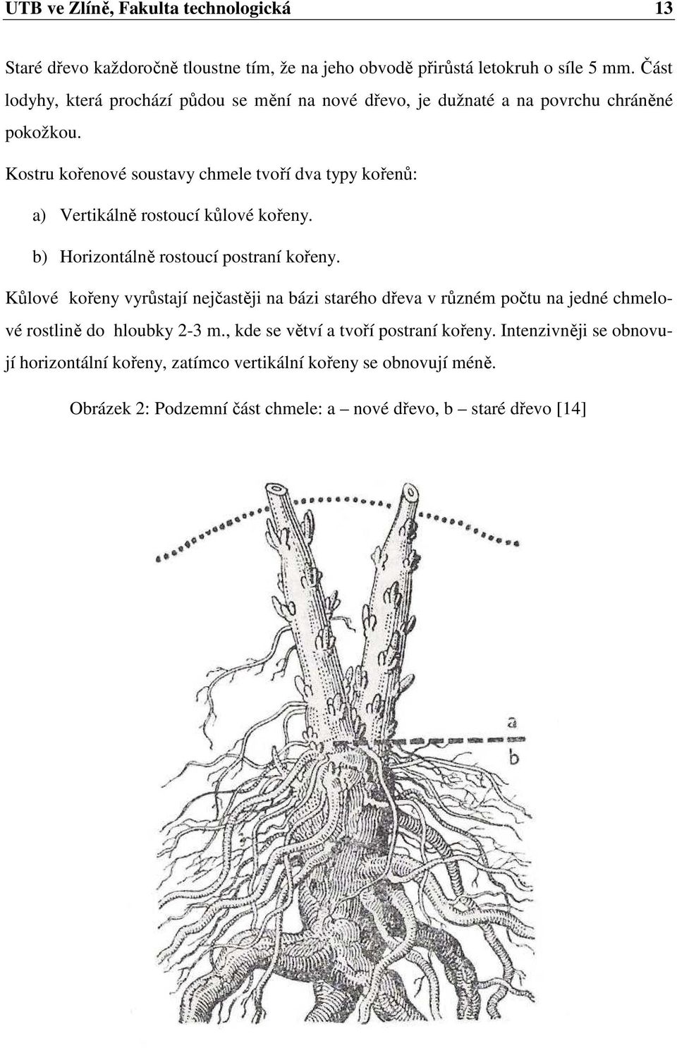 Kostru kořenové soustavy chmele tvoří dva typy kořenů: a) Vertikálně rostoucí kůlové kořeny. b) Horizontálně rostoucí postraní kořeny.