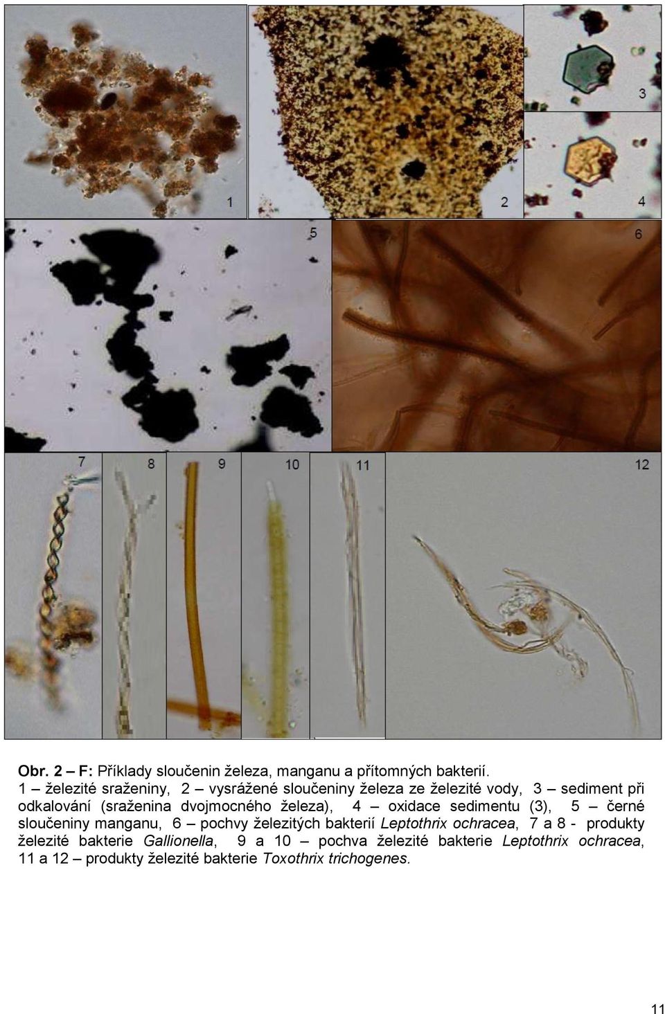 dvojmocného železa), 4 oxidace sedimentu (3), 5 černé sloučeniny manganu, 6 pochvy železitých bakterií Leptothrix