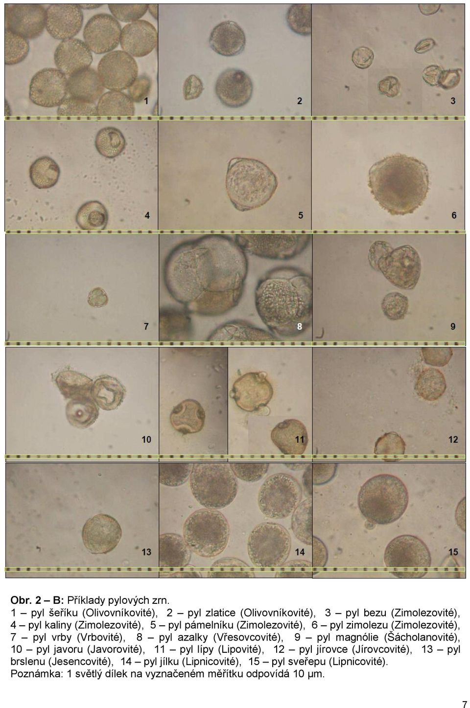 pámelníku (Zimolezovité), 6 pyl zimolezu (Zimolezovité), 7 pyl vrby (Vrbovité), 8 pyl azalky (Vřesovcovité), 9 pyl magnólie