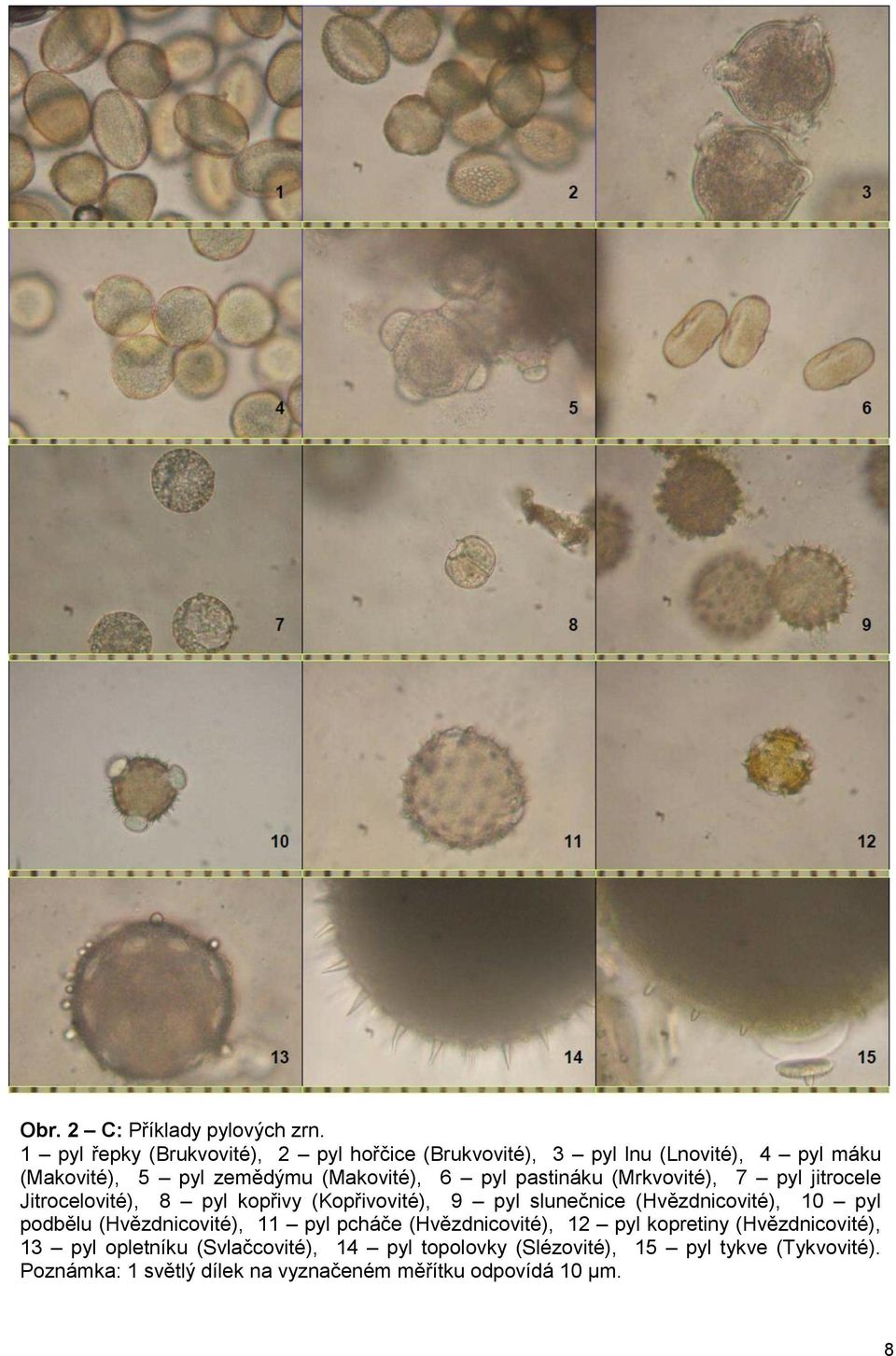 pastináku (Mrkvovité), 7 pyl jitrocele Jitrocelovité), 8 pyl kopřivy (Kopřivovité), 9 pyl slunečnice (Hvězdnicovité), 10 pyl podbělu