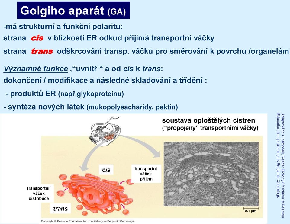 ER (např.