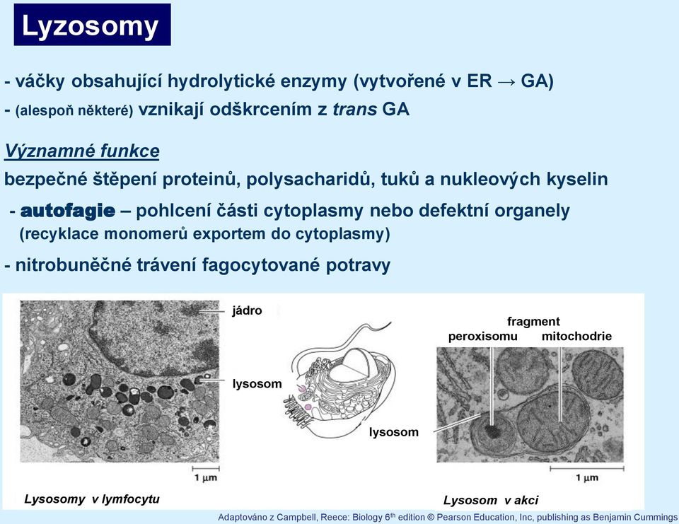 (recyklace monomerů exportem do cytoplasmy) - nitrobuněčné trávení fagocytované potravy jádro fragment peroxisomu mitochodrie lysosom