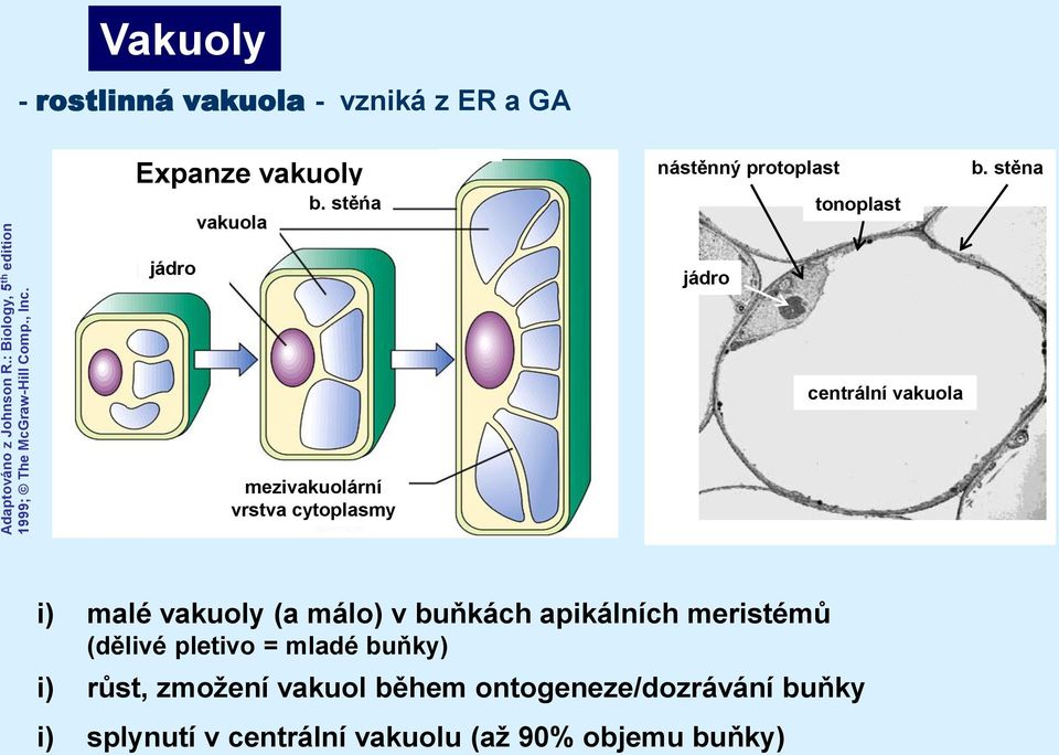 stěna jádro jádro centrální vakuola mezivakuolární vrstva cytoplasmy i) malé vakuoly (a málo) v buňkách apikálních