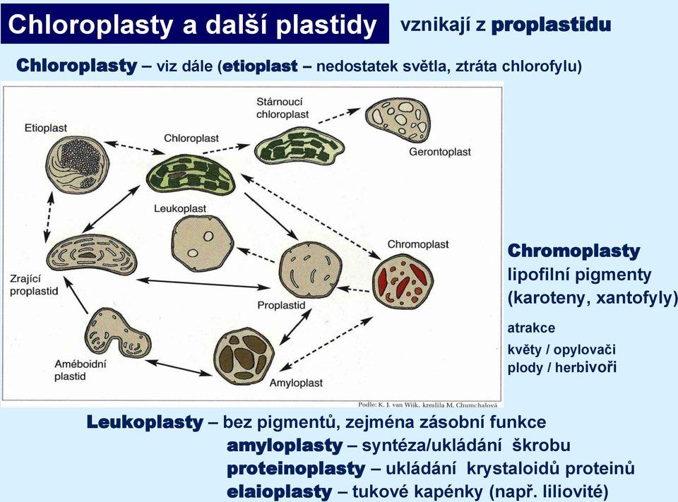 opylovači plody / herbivoři Leukoplasty bez pigmentů, zejména zásobní funkce amyloplasty