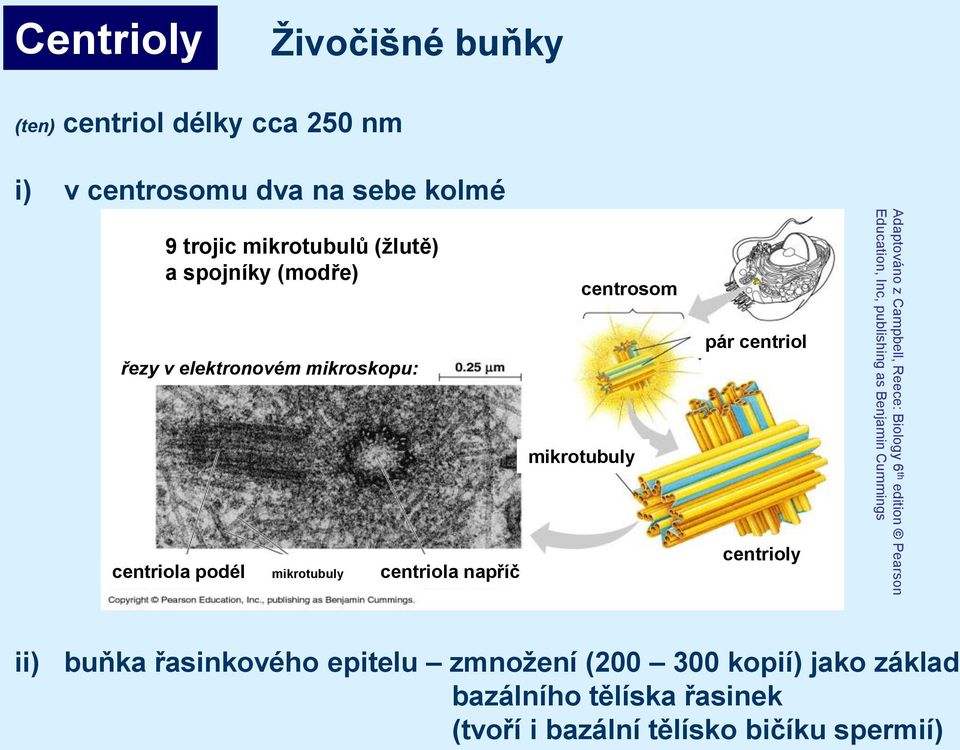 centriol centrioly Adaptováno z Campbell, Reece: Biology 6 th edition Pearson Education, Inc, publishing as Benjamin Cummings