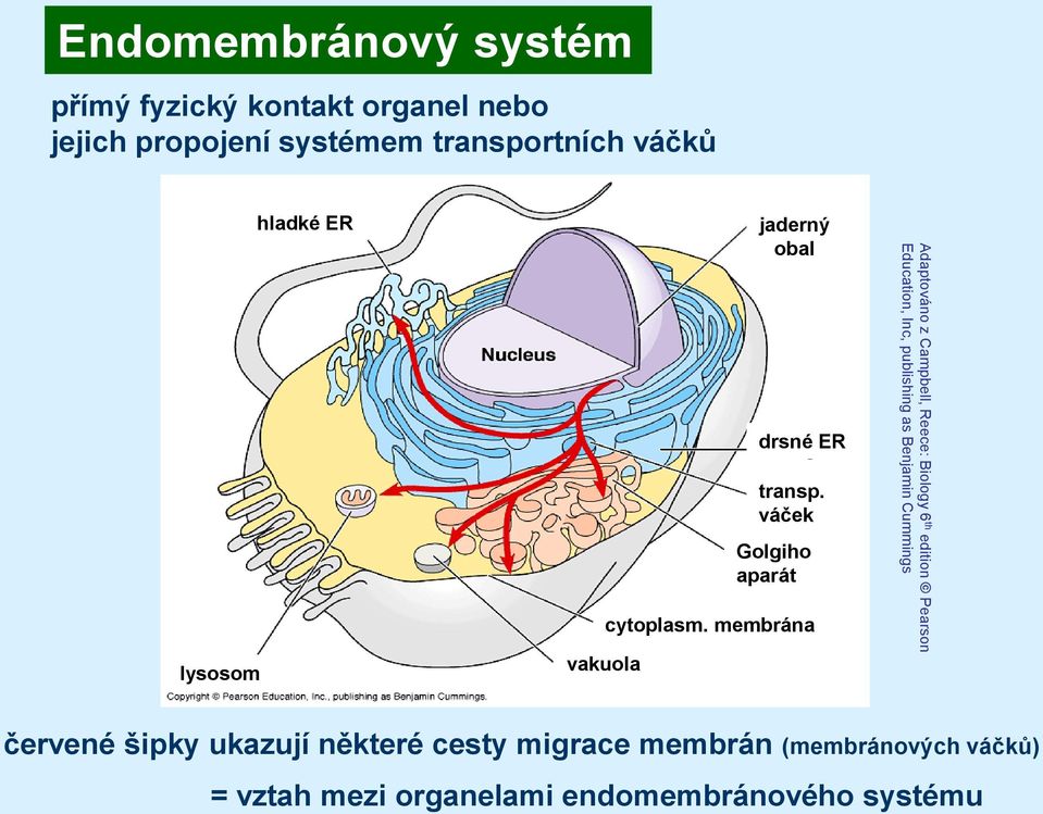 membrána Adaptováno z Campbell, Reece: Biology 6 th edition Pearson Education, Inc, publishing as Benjamin