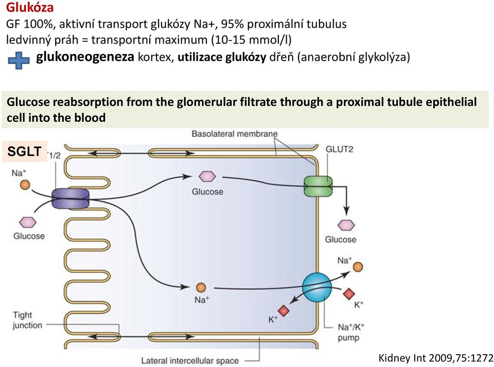 glukózy dřeň (anaerobní glykolýza) Glucose reabsorption from the glomerular