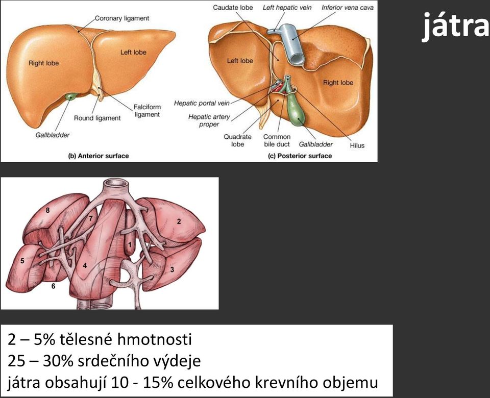 játra obsahují 10-15%