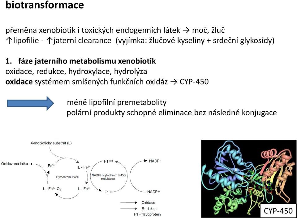 fáze jaterního metabolismu xenobiotik oxidace, redukce, hydroxylace, hydrolýza oxidace systémem