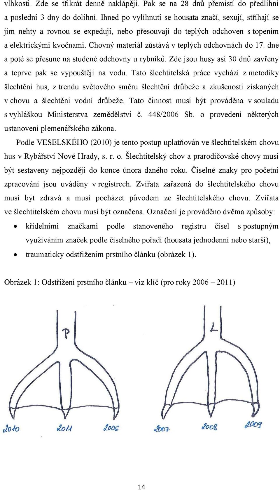 Chovný materiál zůstává v teplých odchovnách do 17. dne a poté se přesune na studené odchovny u rybníků. Zde jsou husy asi 30 dnů zavřeny a teprve pak se vypouštějí na vodu.