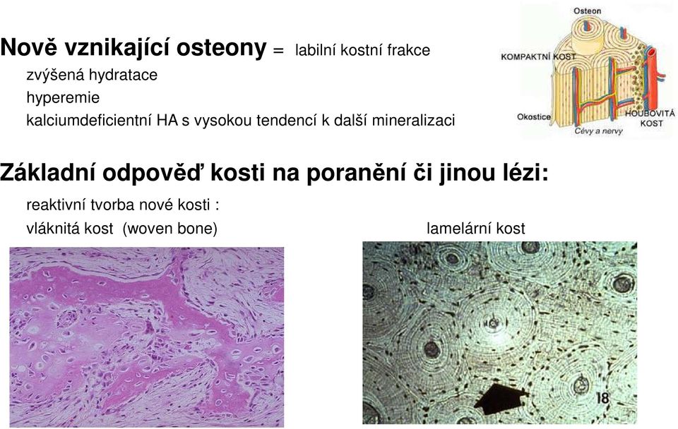 další mineralizaci Základní odpověď kosti na poranění či jinou