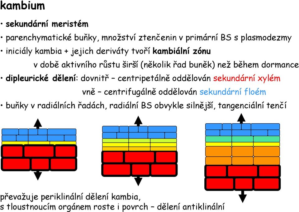 centripetálně oddělován sekundární xylém vně centrifugálně oddělován sekundární floém buňky v radiálních řadách, radiální BS