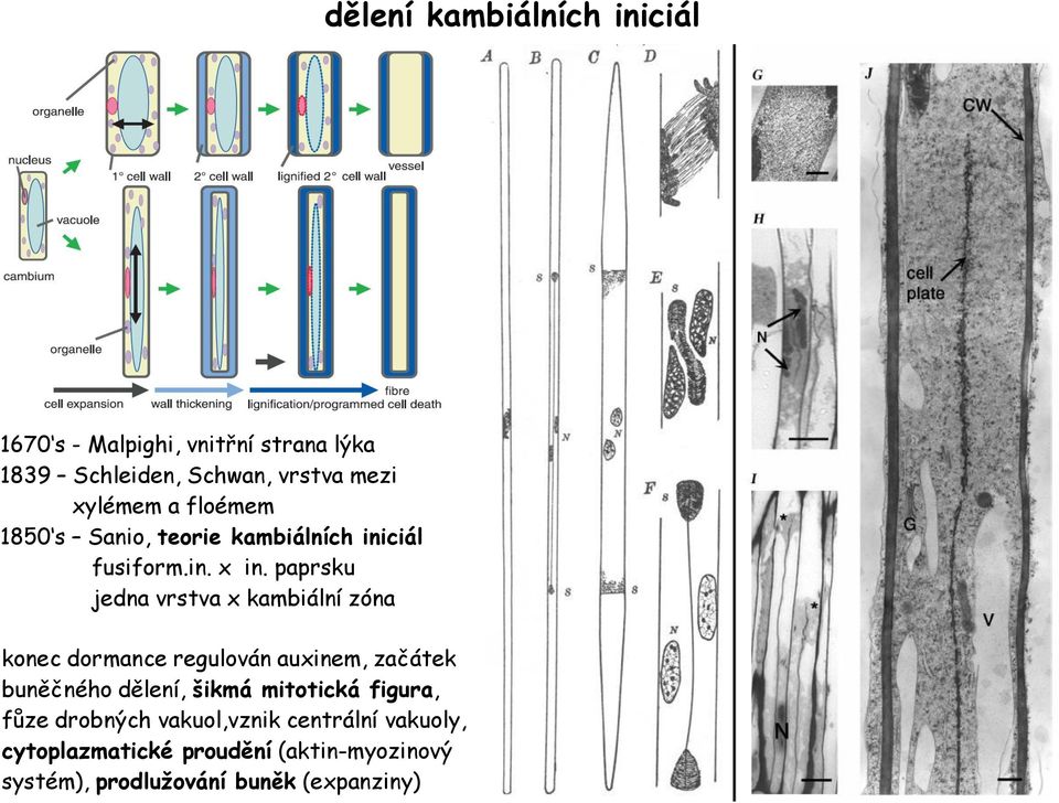 paprsku jedna vrstva x kambiální zóna konec dormance regulován auxinem, začátek buněčného dělení, šikmá