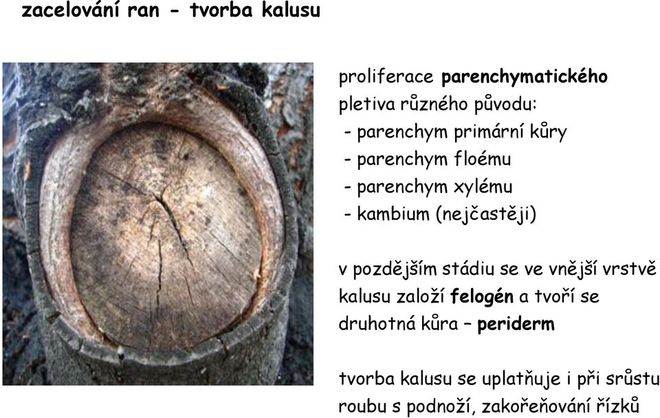 (nejčastěji) v pozdějším stádiu se ve vnější vrstvě kalusu založí felogén a tvoří se