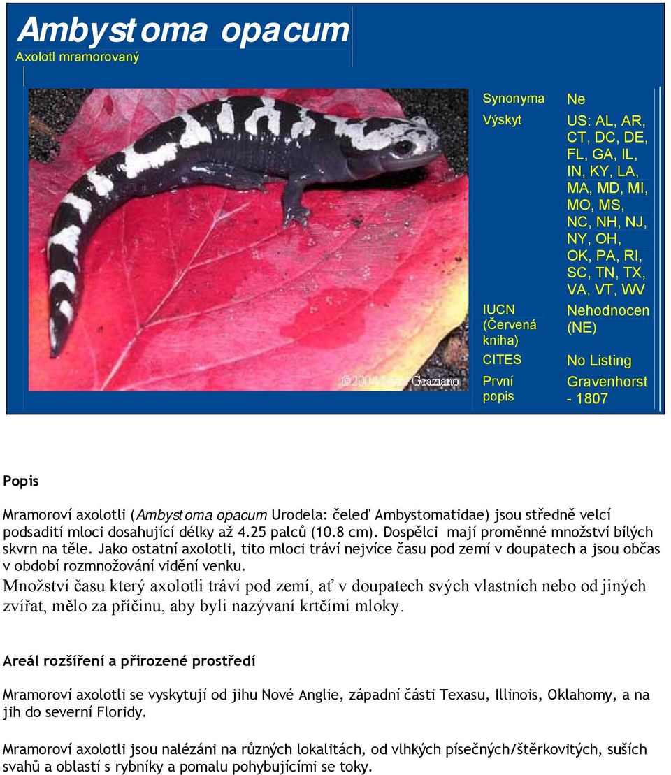 25 palců (10.8 cm). Dospělci mají proměnné množství bílých skvrn na těle. Jako ostatní axolotli, tito mloci tráví nejvíce času pod zemí v doupatech a jsou občas v období rozmnožování vidění venku.