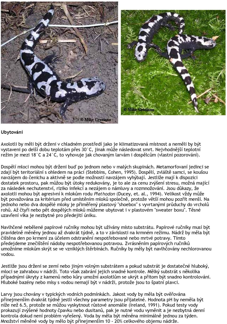 Metamorfovaní jedinci se zdají být teritoriální s ohledem na práci (Stebbins, Cohen, 1995). Dospělí, zvláště samci, se koušou navzájem do čenichu a aktivně se podle možností navzájem vyhýbají.