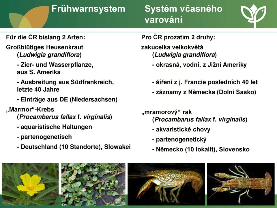 virginalis) - aquaristische Haltungen - partenogenetisch - Deutschland (10 Standorte), Slowakei Pro ČR prozatím 2 druhy: zakucelka velkokvětá (Ludwigia grandiflora) -