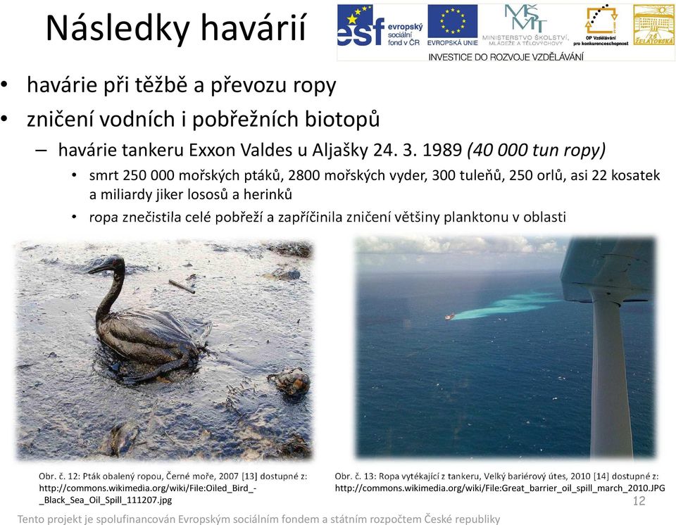 pobřeží a zapříčinila zničení většiny planktonu v oblasti Obr. č. 12: Pták obalený ropou, Černé moře, 2007 [13] dostupné z: http://commons.wikimedia.