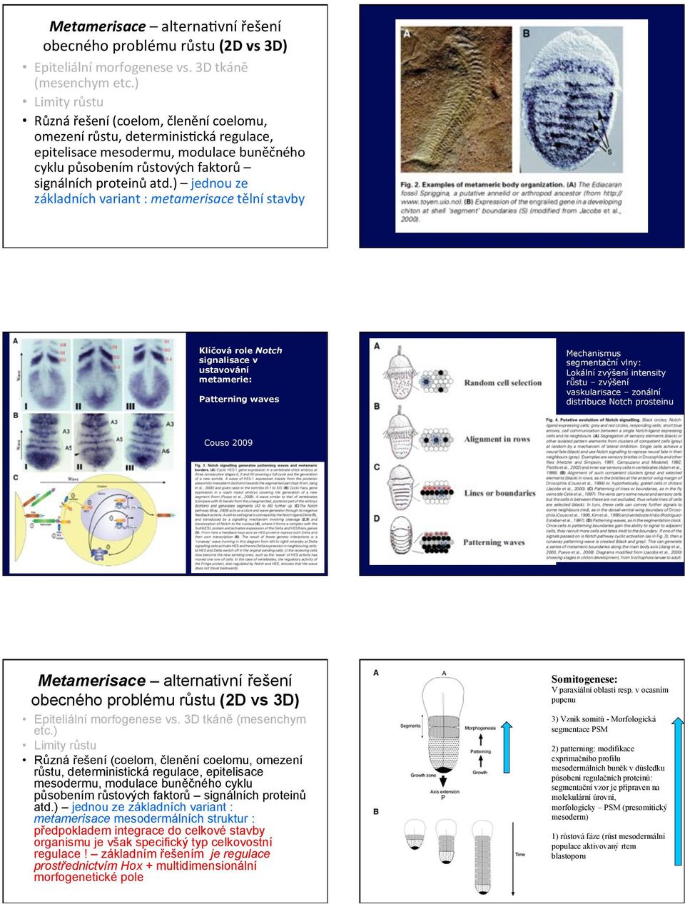 *-@&(5*%-+'>6* Klí"ová role Notch signalisace v ustavování metamerie: Patterning waves Mechanismus segmenta%ní vlny: Lokální zv"&ení intensity r#stu zv"&ení vaskularisace zonální distribuce Notch