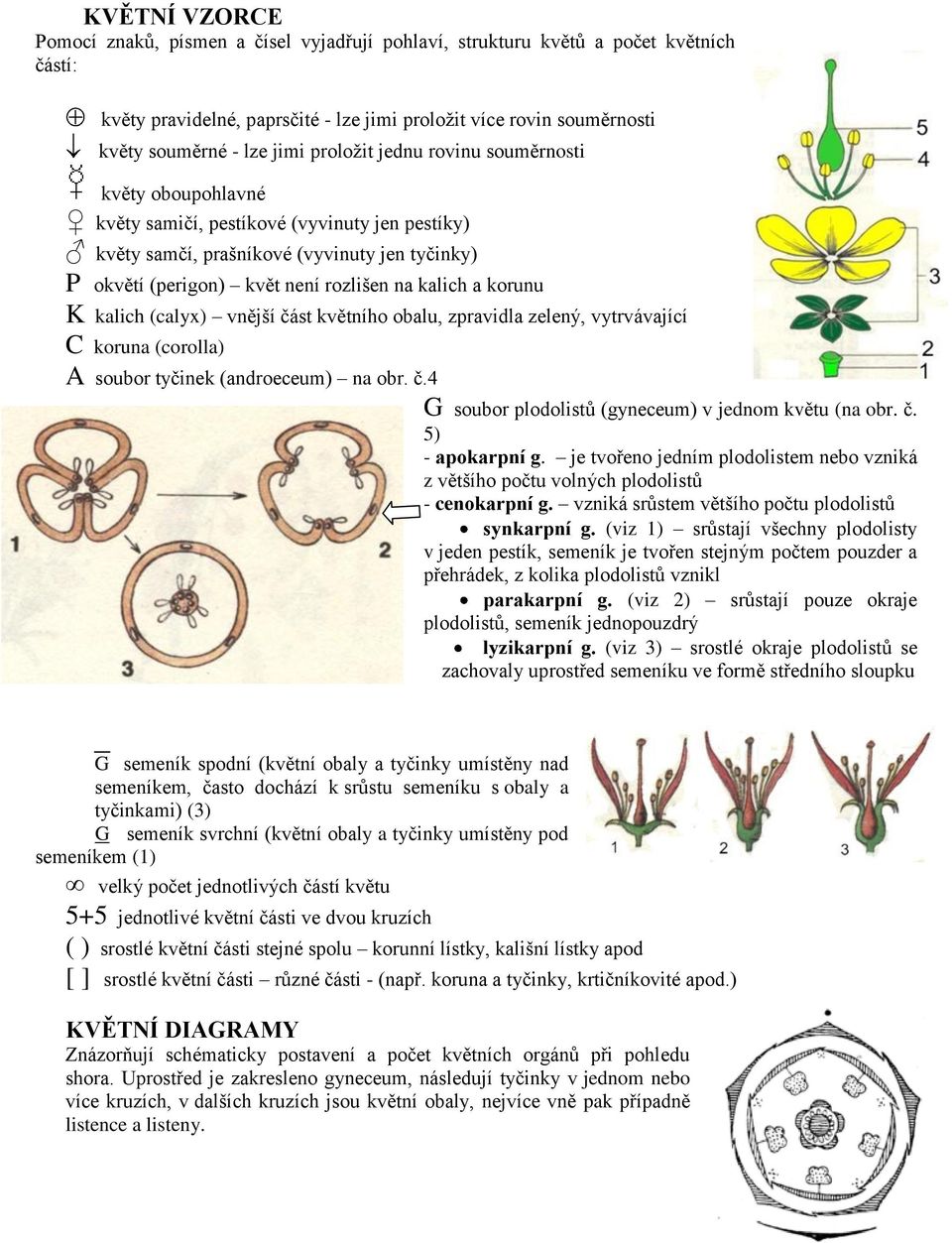 korunu K kalich (calyx) vnější část květního obalu, zpravidla zelený, vytrvávající C koruna (corolla) A soubor tyčinek (androeceum) na obr. č.4 G soubor plodolistů (gyneceum) v jednom květu (na obr.