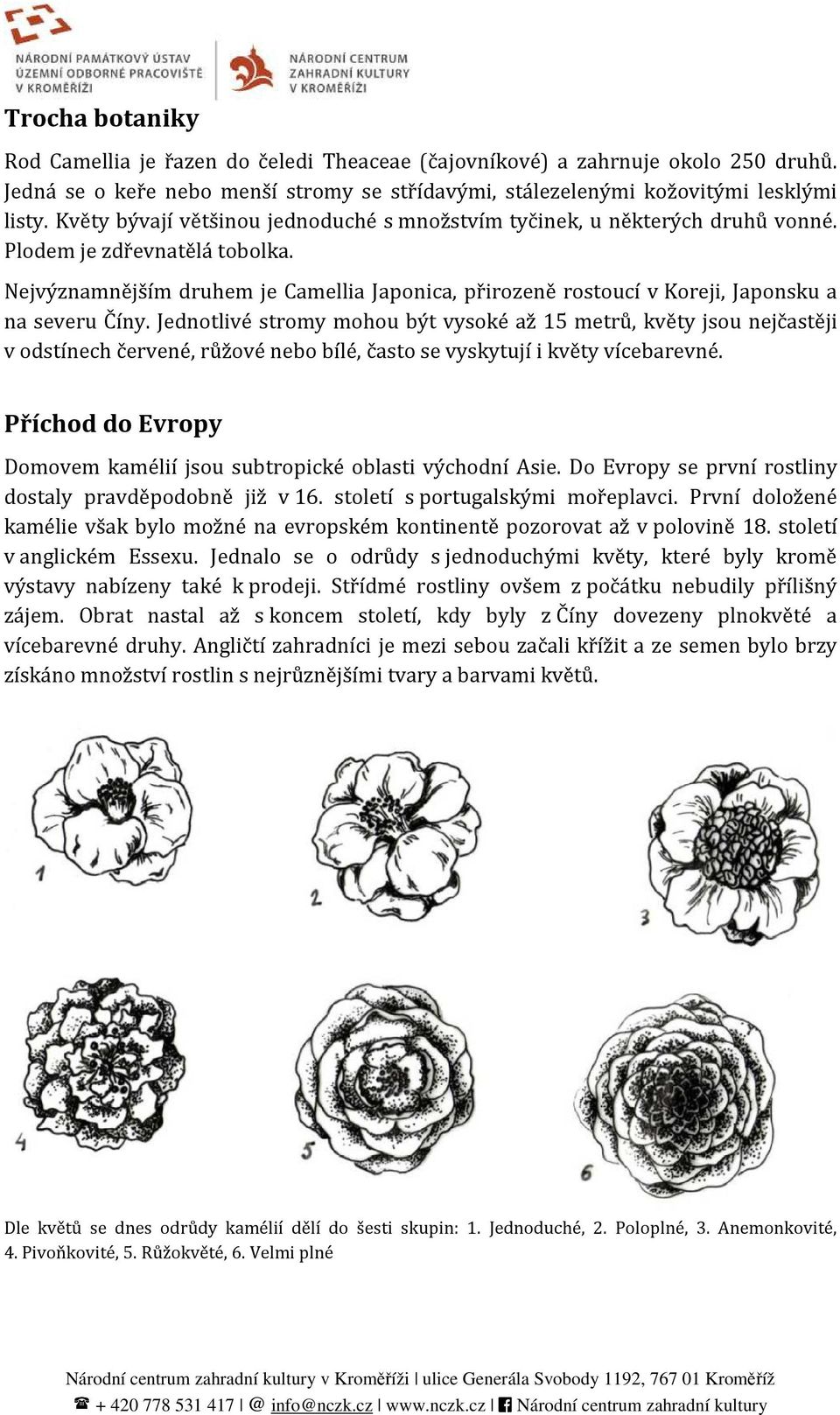 Nejvýznamnějším druhem je Camellia Japonica, přirozeně rostoucí v Koreji, Japonsku a na severu Číny.