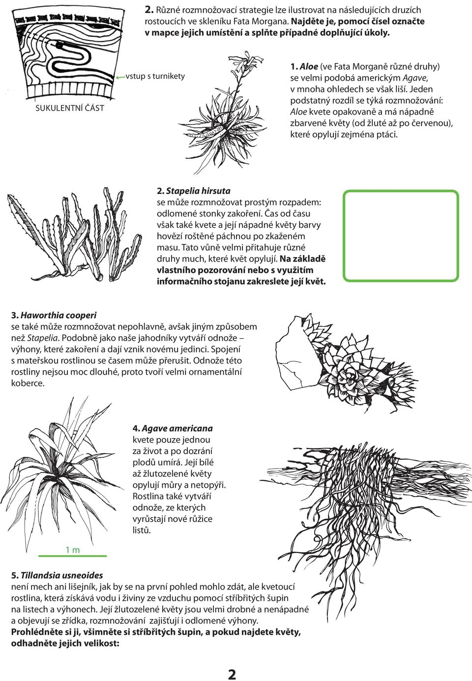 Aloe (ve Fata Morganě různé druhy) se velmi podobá americkým Agave, v mnoha ohledech se však liší.