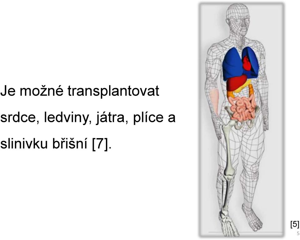 srdce, ledviny,