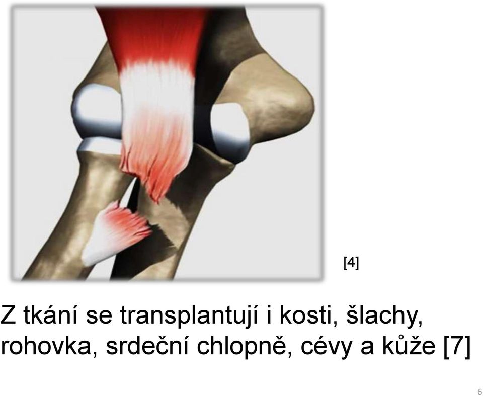 šlachy, rohovka,