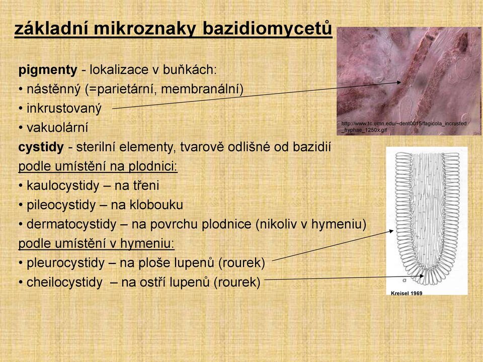 dermatocystidy na povrchu plodnice (nikoliv v hymeniu) podle umístění v hymeniu: pleurocystidy na ploše lupenů