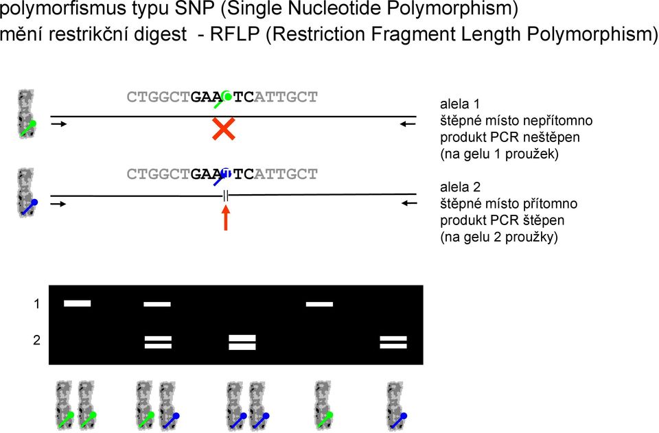 CTGGCTGAATTCATTGCT alela 1 štěpné místo nepřítomno produkt PCR neštěpen (na