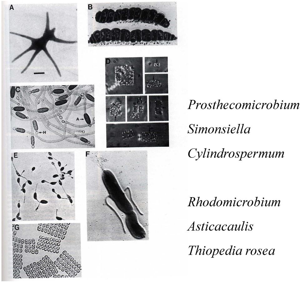 Cylindrospermum