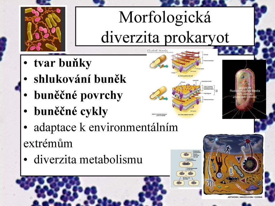 povrchy buněčné cykly adaptace k