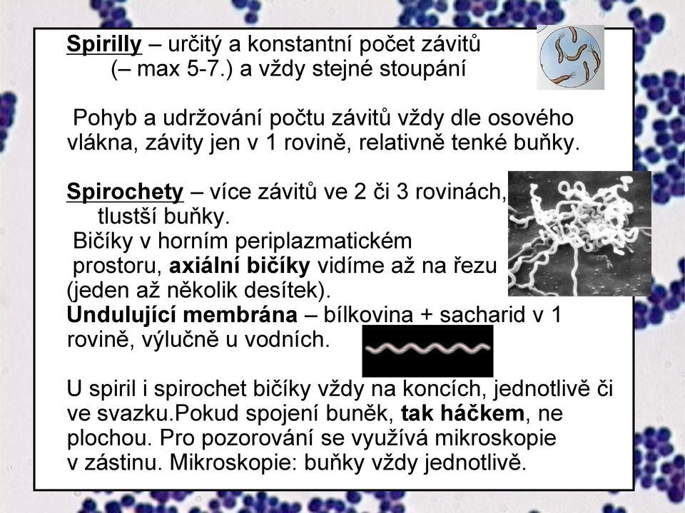 Spirochety více závitů ve 2 či 3 rovinách, tlustší buňky.