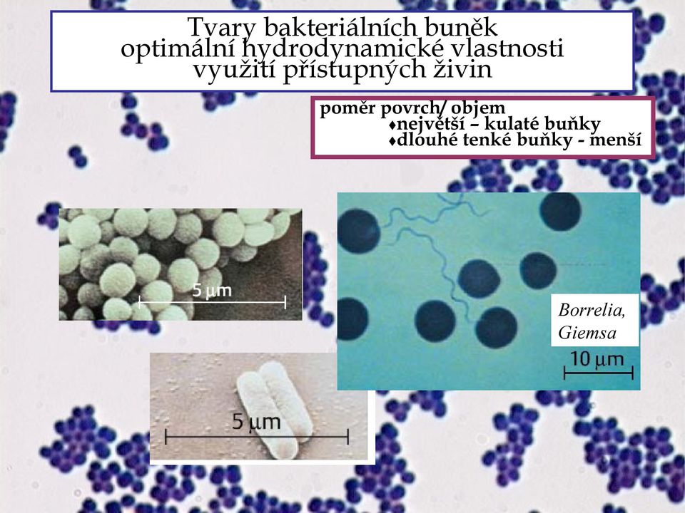 přístupných živin poměr povrch/ objem