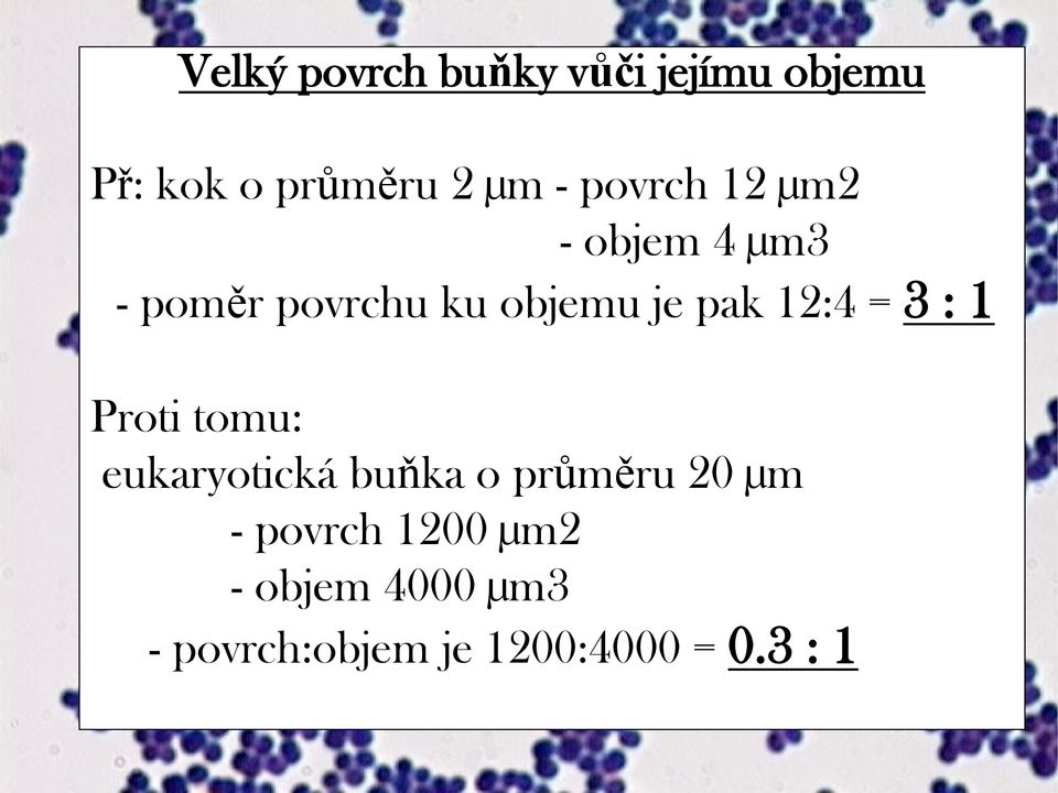 12:4 = 3 : 1 Proti tomu: eukaryotická buňka o průměru 20 µm -