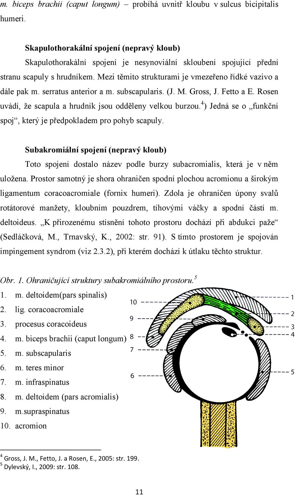 Mezi těmito strukturami je vmezeřeno řídké vazivo a dále pak m. serratus anterior a m. subscapularis. (J. M. Gross, J. Fetto a E. Rosen uvádí, že scapula a hrudník jsou odděleny velkou burzou.