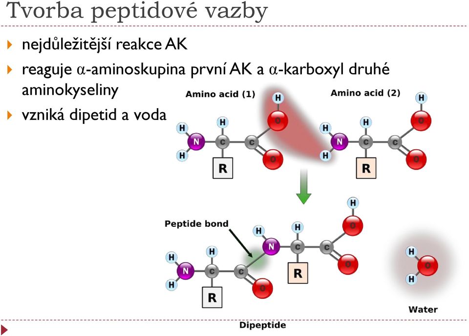 α-aminoskupina první AK a