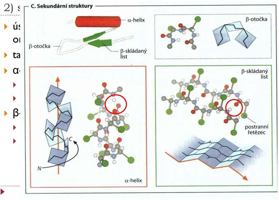 na každou otočku připadá 3,6 AK vodíkové můstky mezi každou 4 NH a -CO β-