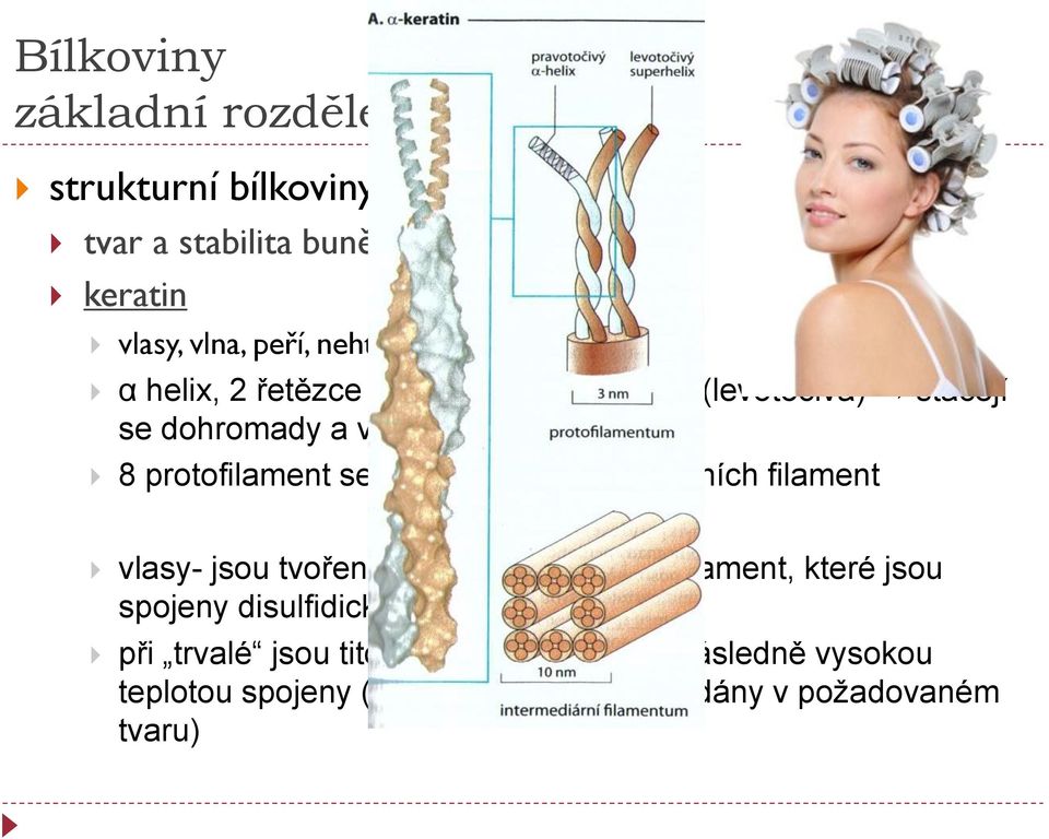 se spojuje do intermediárních filament vlasy- jsou tvořeny z velkého množství filament, které jsou spojeny