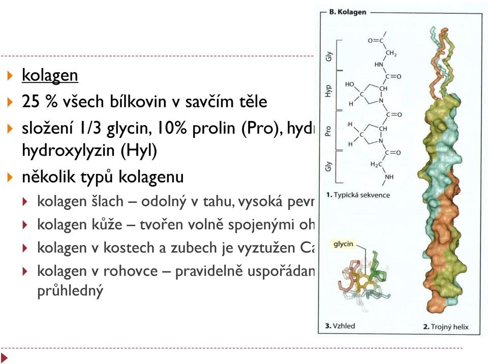 tahu, vysoká pevnost kolagen kůže tvořen volně spojenými ohebnými vlákny kolagen v