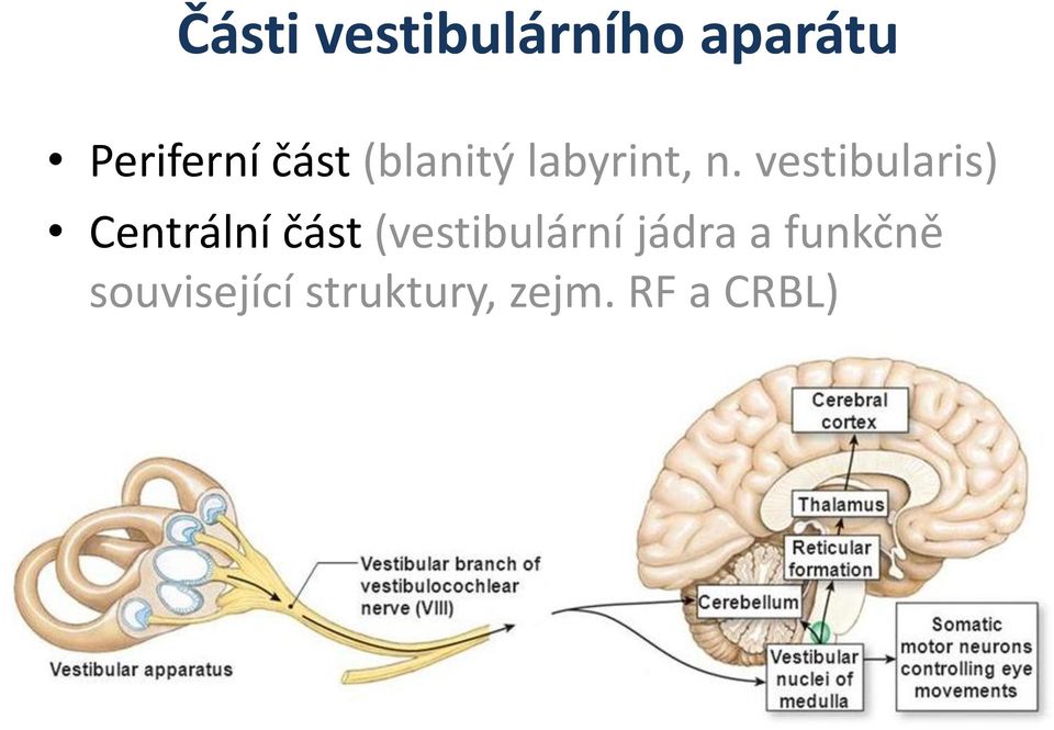 vestibularis) Centrální část