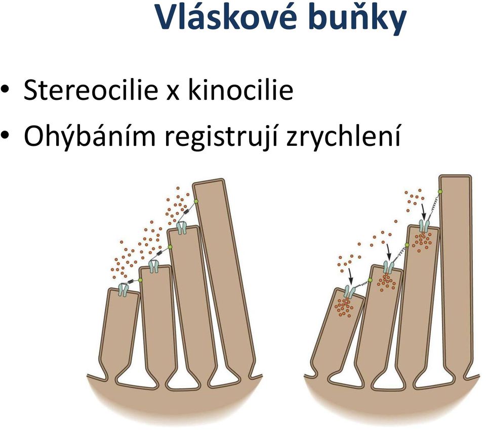 kinocilie