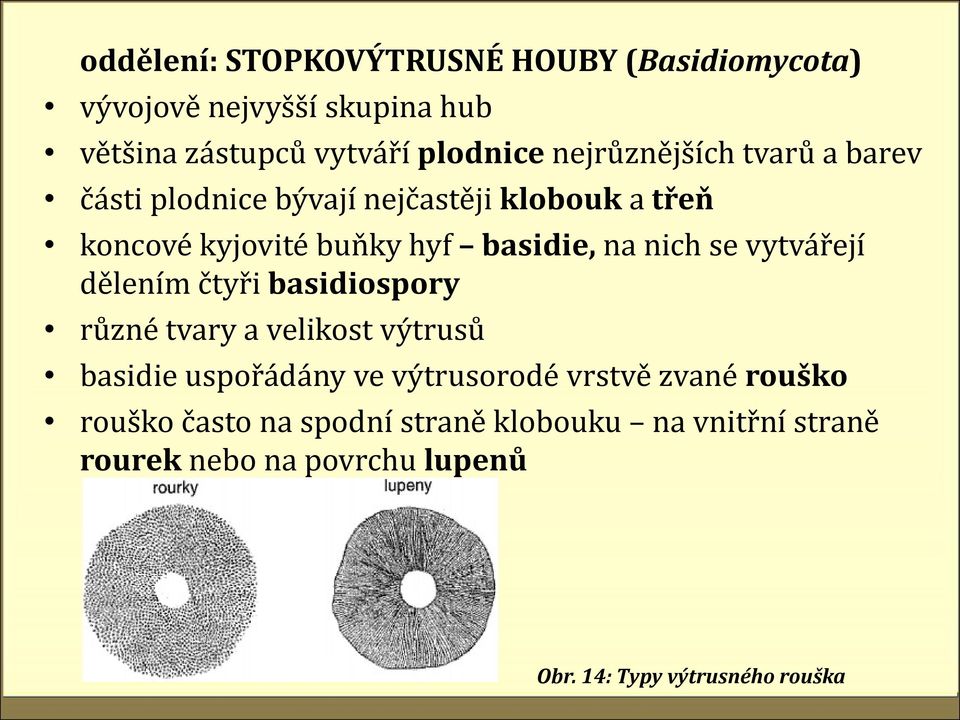 nich se vytvářejí dělením čtyři basidiospory různé tvary a velikost výtrusů basidie uspořádány ve výtrusorodé vrstvě